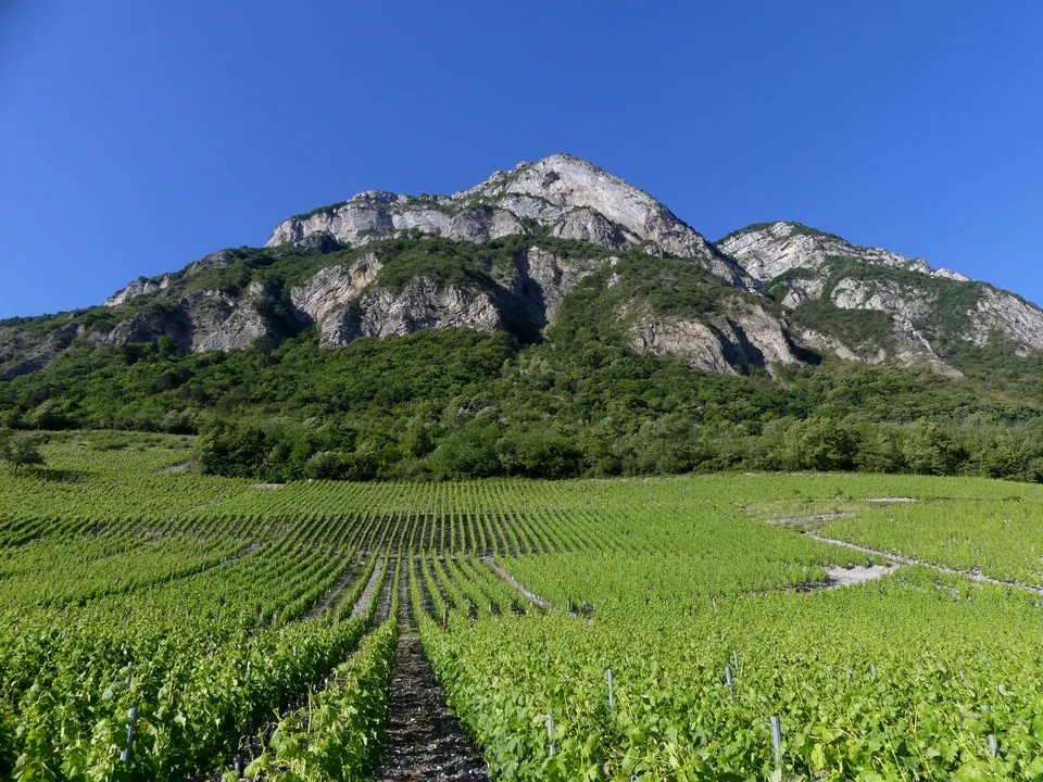 Chignin vineyards below the Roc de Tormery